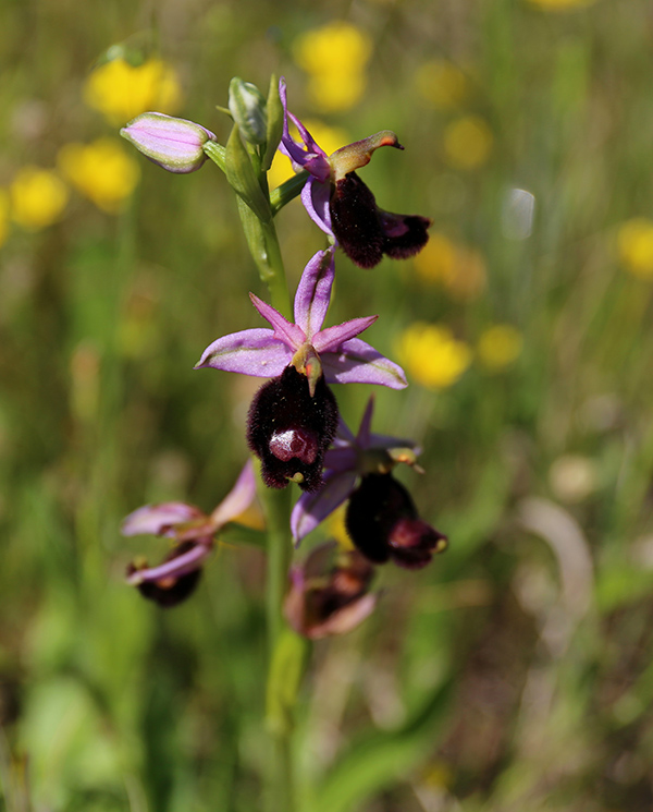 Ophrys romolinii